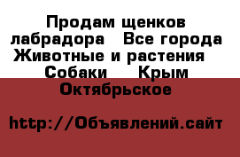 Продам щенков лабрадора - Все города Животные и растения » Собаки   . Крым,Октябрьское